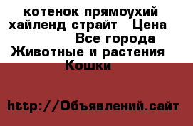 котенок прямоухий  хайленд страйт › Цена ­ 10 000 - Все города Животные и растения » Кошки   